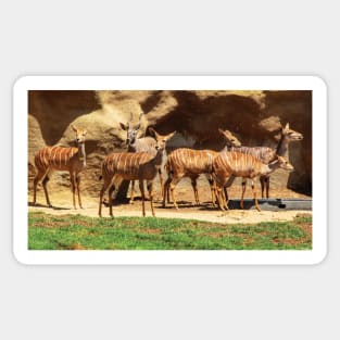 Nyala Antelopes Sticker